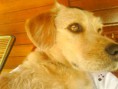 Lucy